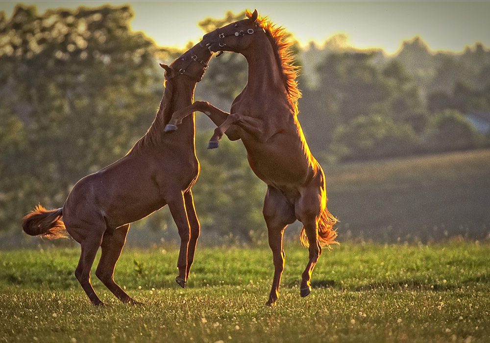  Mill Ridge Yearlings 