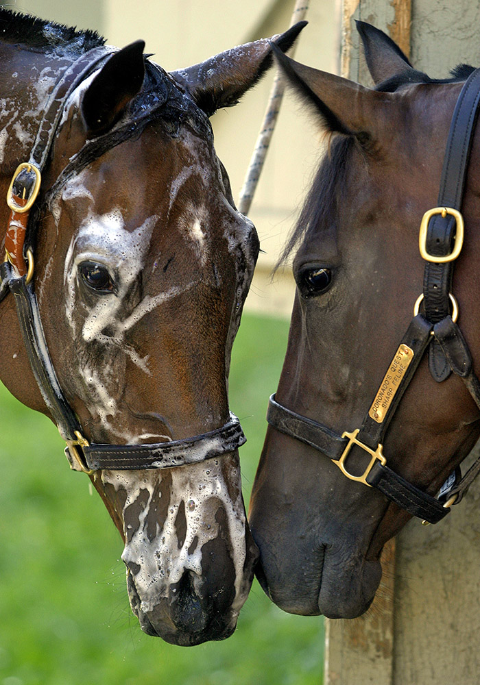  Barn Buddies 