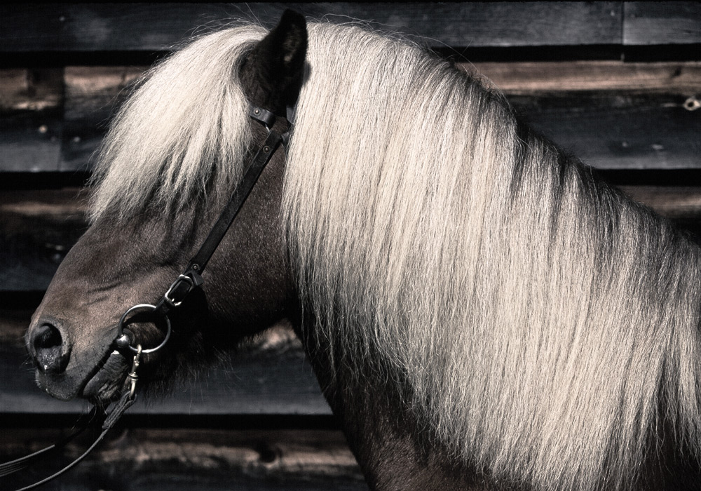  Icelandic - Mill Farm 