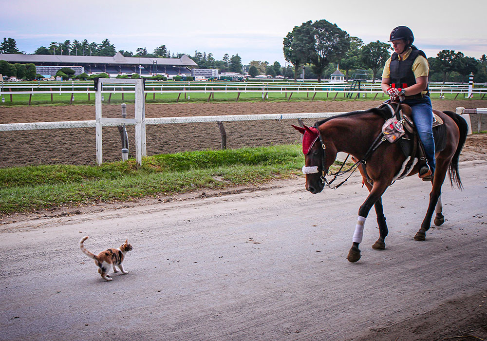  Cat vs Pony - Saratoga 